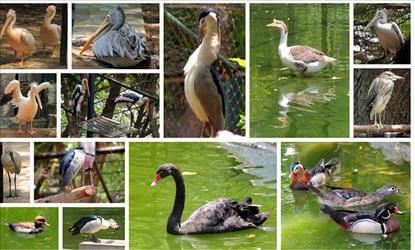 Mysore Zoological Garden